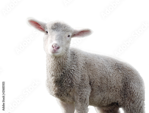 Schaf freigestellt