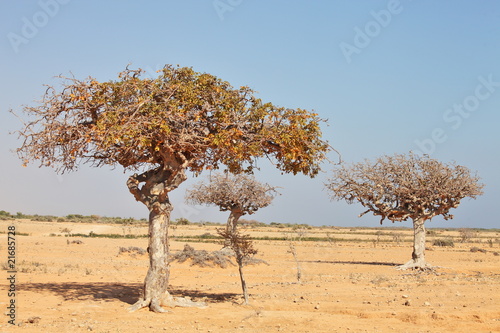 Valokuvatapetti myrrh tree (Commiphora myrrha)