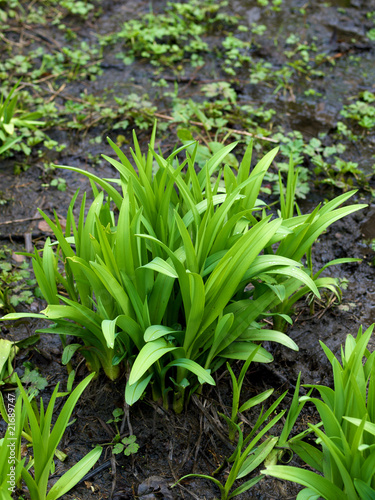 Bog Plant