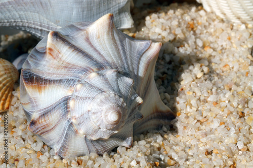 Whelk (Busycon contrarium) sea shell