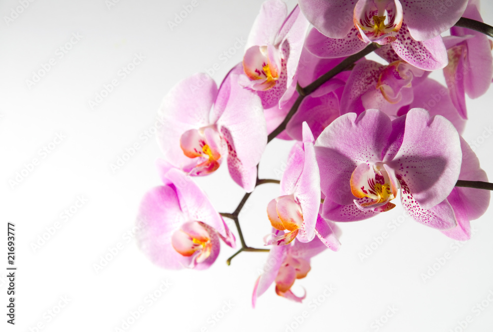 Naklejka premium Orchidee