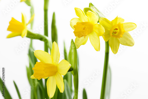 daffodils on white