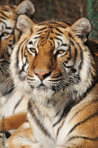 Close-up of a Tigers face © Zoran Mijatov