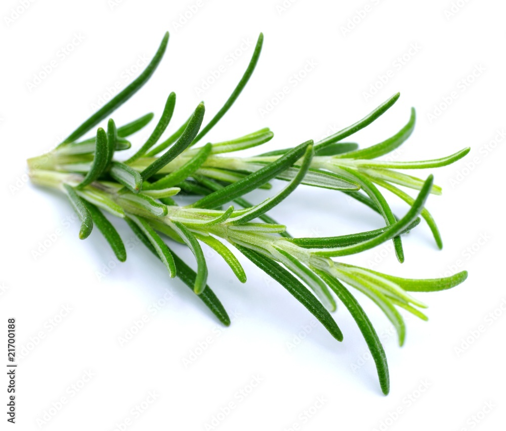 Fototapeta premium Rosmarin