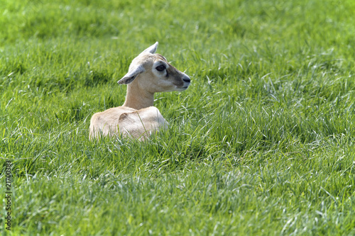 little young goat kid on green field