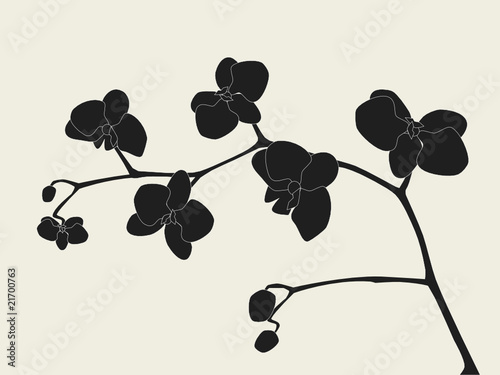 Orchid branch silhouette, vector illustration