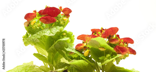 Beautiful calceolaria isolated on white photo