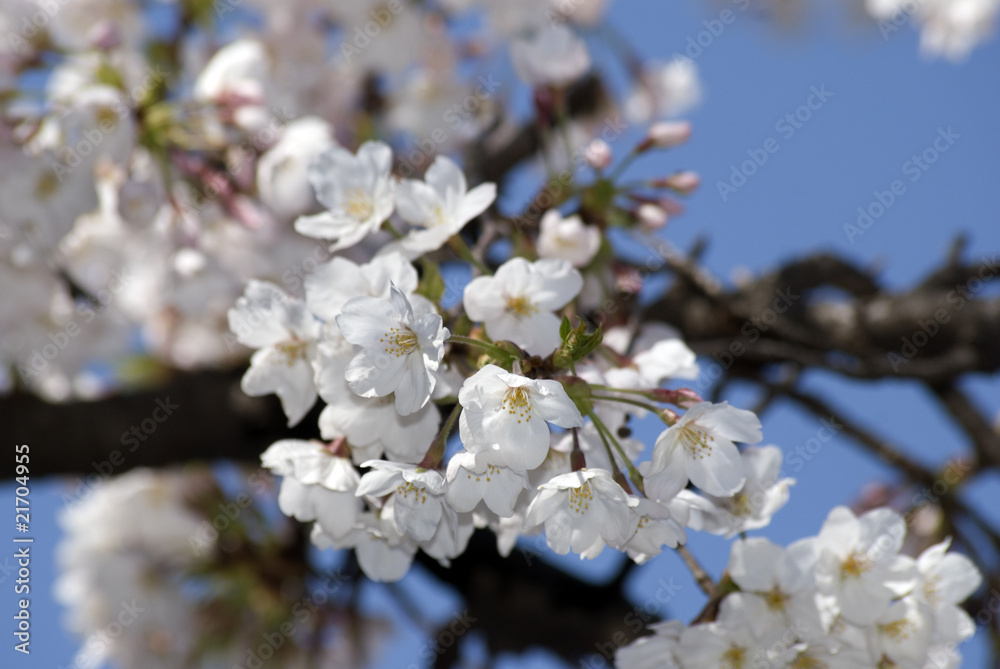 Cherry blossom at Happo Garden, Tokyo, Japan Cherry blossom at Happo Garden, Tokyo, Japan