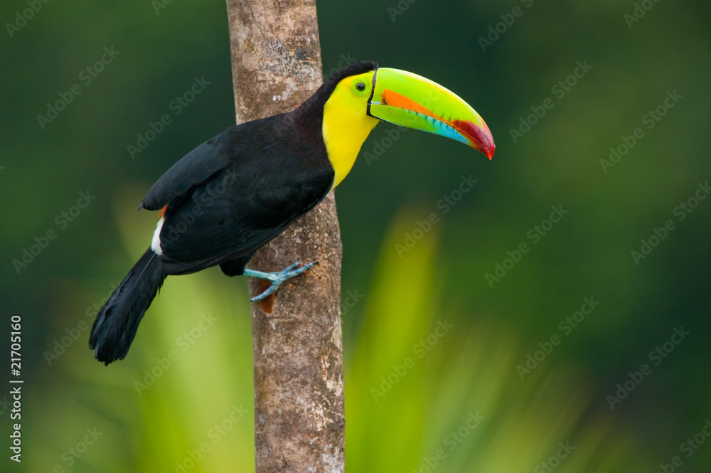 Keel Billed Toucan, from Central America. Keel Billed Toucan, from Central America.