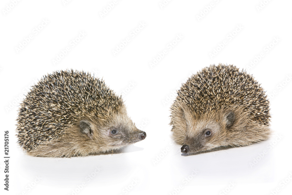 Igel (Erinaceus europaeus) Igel (Erinaceus europaeus)