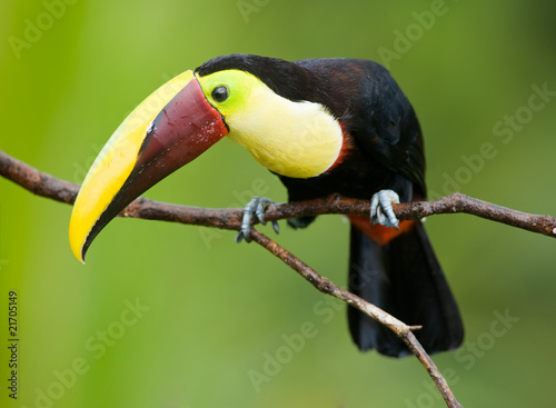 Chestnut-mandibled Toucan or Swainsons Toucan