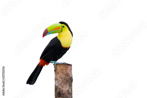 Keel Billed Toucan, from Central America. Isolated on White.