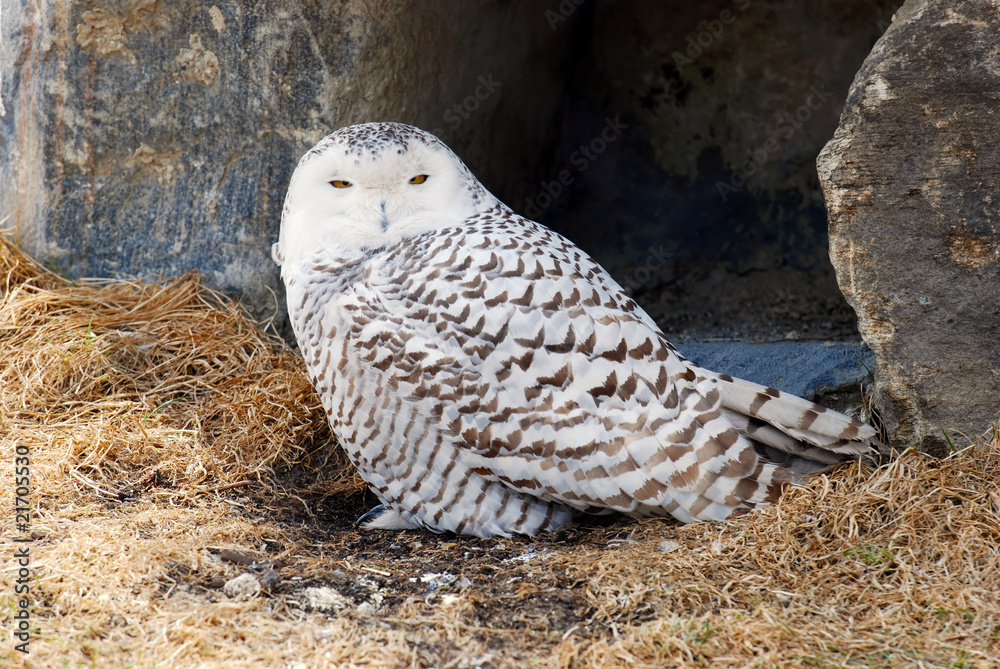 closeup of snowy owl closeup of snowy owl
