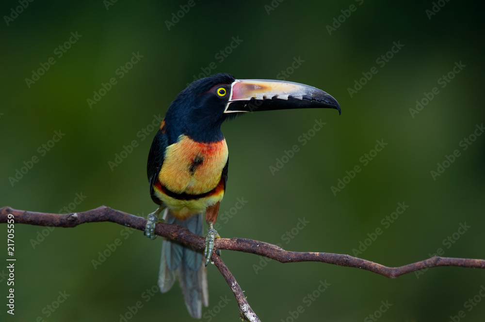 Fototapeta premium Collared Aracari, a Toucan from Central America.