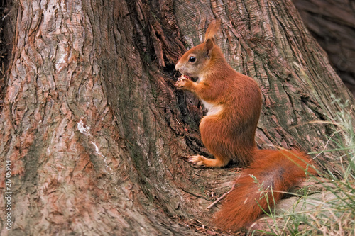 Eichhörnchen © Alexander Erdbeer