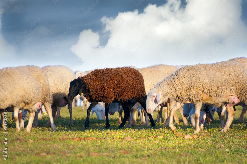 Fototapeta premium sheeps in a meadow, black sheep
