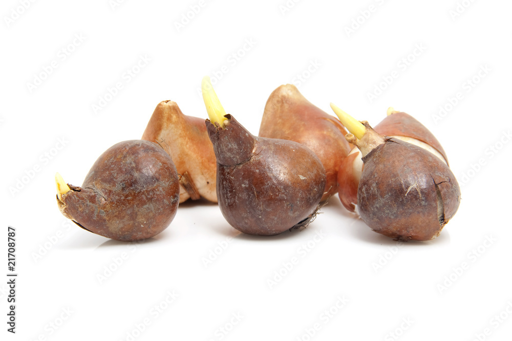 Obraz premium Tulip bulbs over white background