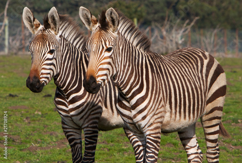 Fototapeta Naklejka Na Ścianę i Meble -  Pair of Zebras
