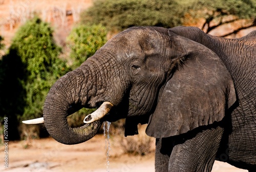 Elefant beim trinken