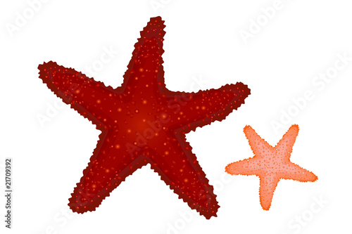 Red and Coral Starfishes
