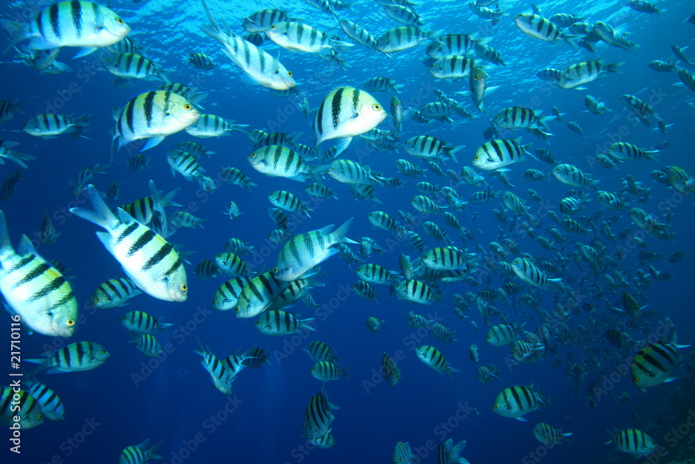 Fototapeta premium Shoal of Scissortail Sergeants