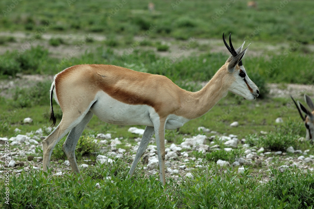 Springbock im Etoscha-Nationalpark Springbock im Etoscha-Nationalpark