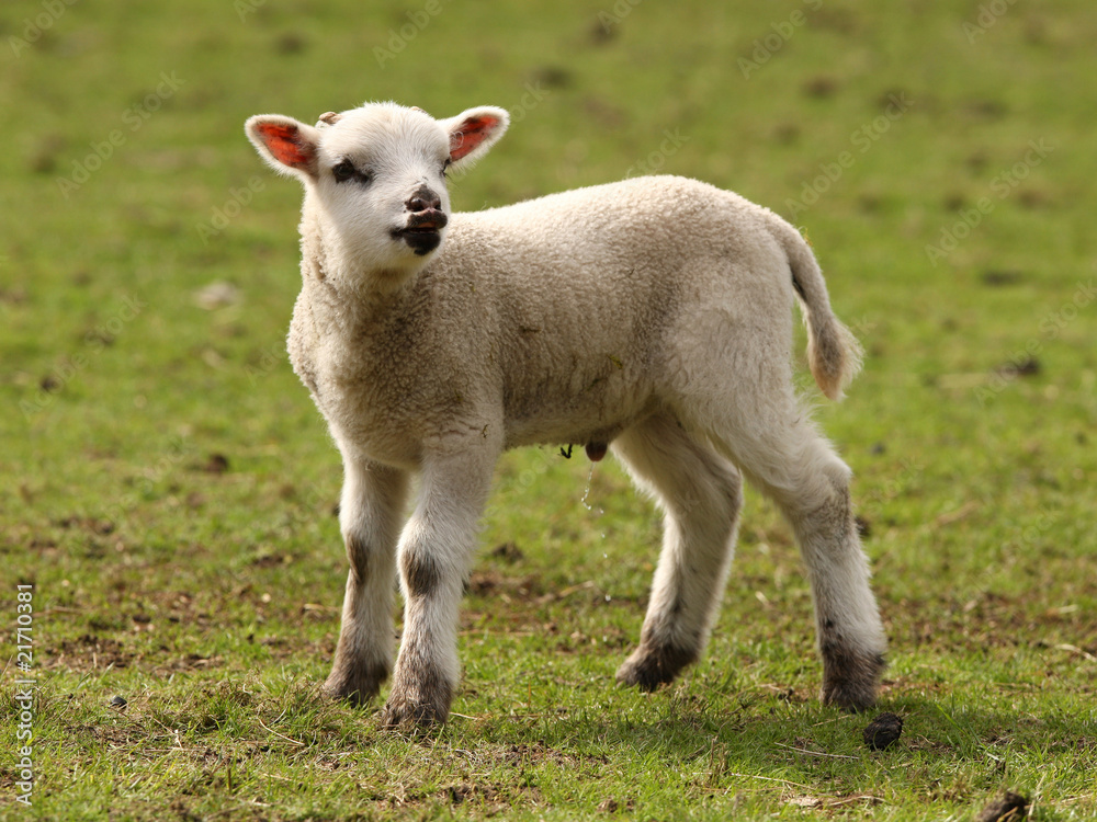 Young spring lamb enjoying the call of nature Young spring lamb enjoying the call of nature
