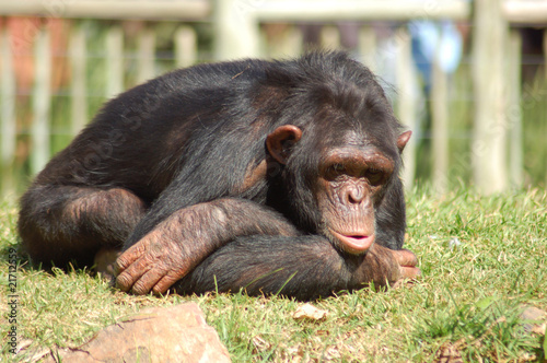 Chimpanzee