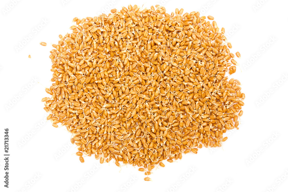 Wheat seeds with sprouts isolated on white background Wheat seeds with sprouts isolated on white background