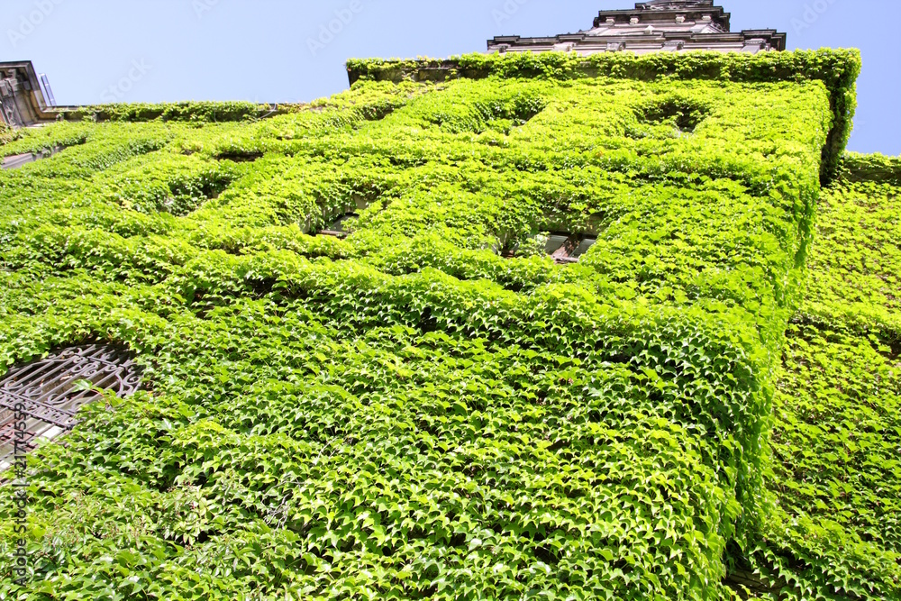 Green wall made by fresh vine leaves