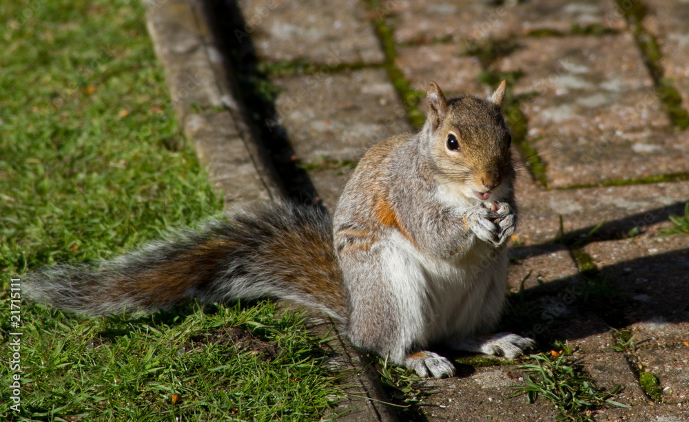 Grey Squirrel (Sciurus carolinensis) Grey Squirrel (Sciurus carolinensis)