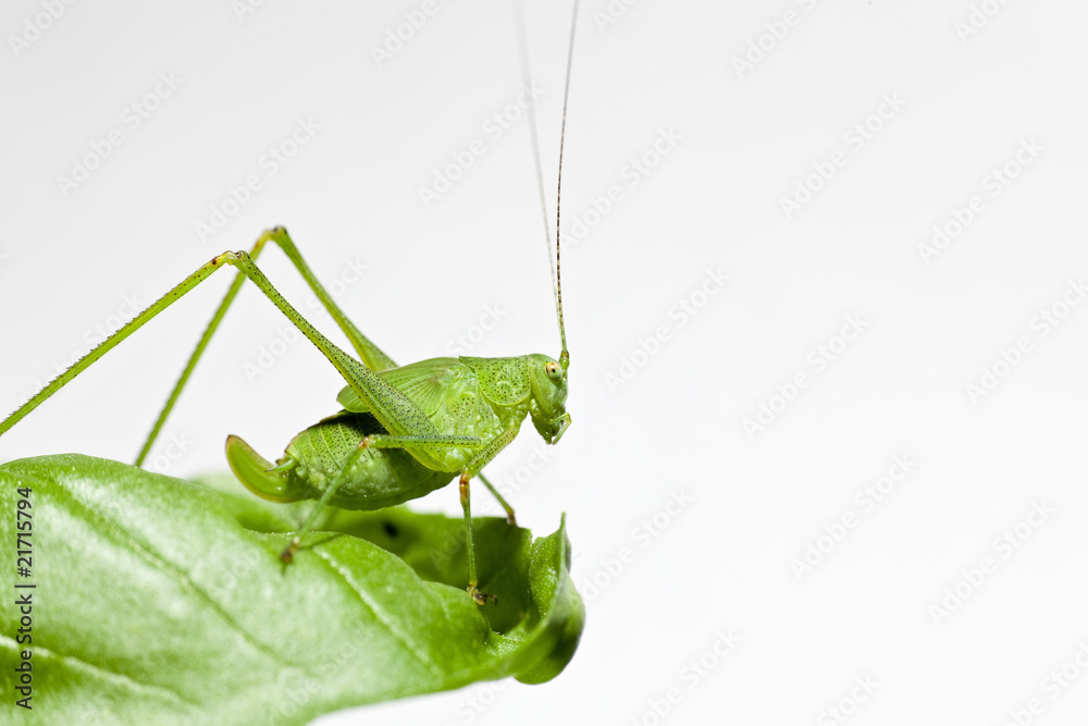 Fototapeta premium Common Green Grasshopper (Omocestus viridulus) on a leaf