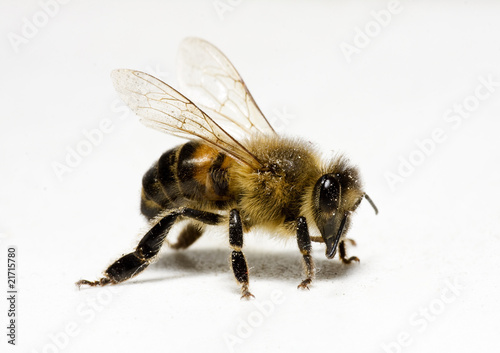 Worker honey bee (apis) with pollen © SimonG