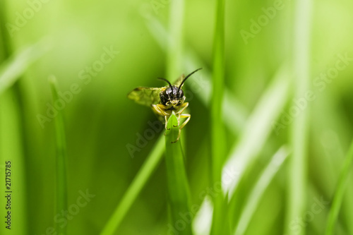 Beetle on a grass, macro