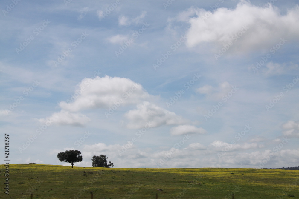 Obraz premium Árbol y nubes