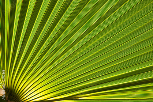 Green palm leaf
