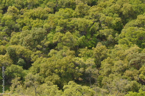 Green Forest Woods Background