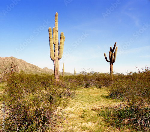 Arizona Saguaros © Paul Moore