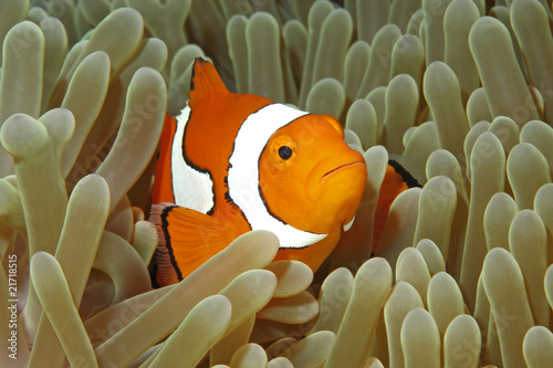 Fotótapéta Clownfish