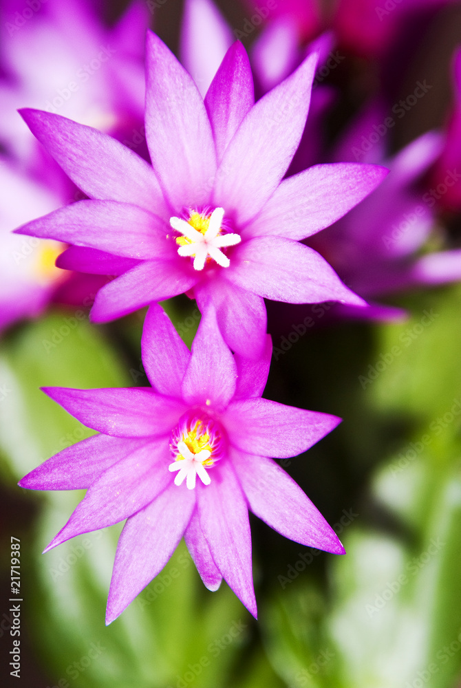 Fototapeta premium Violet cactus flower, close up picture