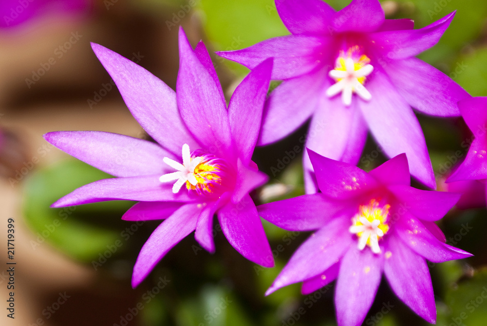 Violet cactus flower, close up picture Violet cactus flower, close up picture
