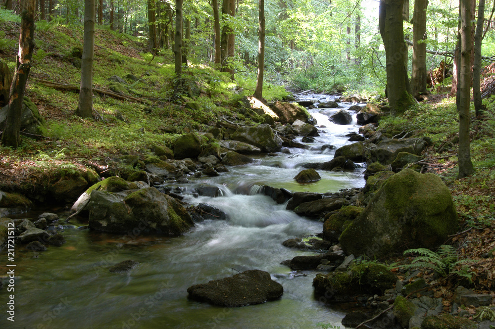 Waldimpression im Vessertal, Thüringen