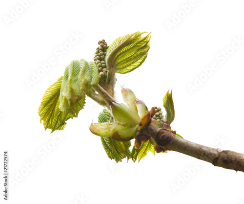 early spring bud of chestnut tree, isoalted on white