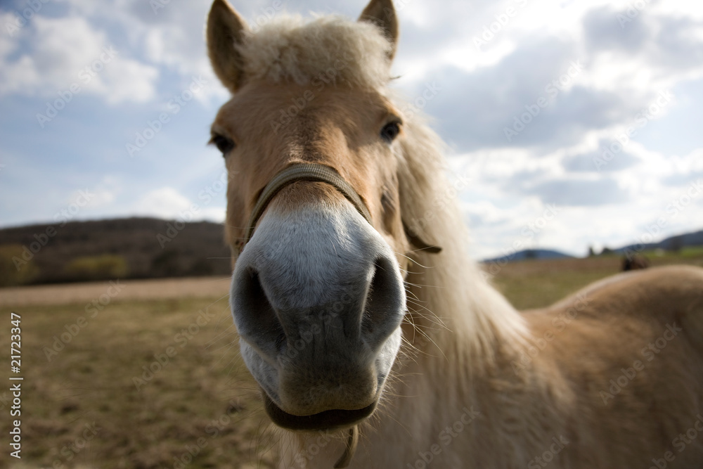 Fototapeta premium Koń patrzy w kamerę