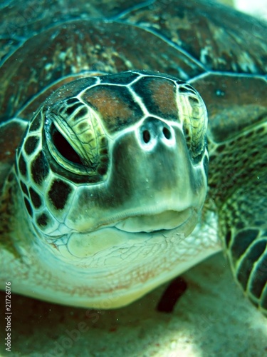 Green Sea Turtle #21726176