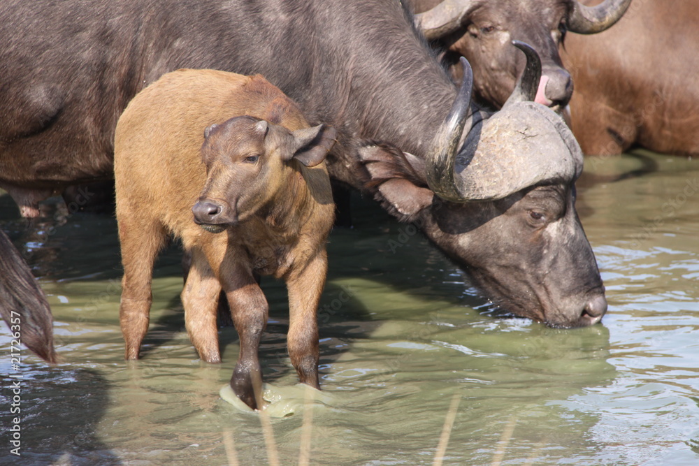 Fototapeta premium cape buffalo mother with baby