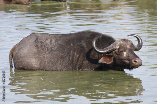 cape buffalo wallowing in water © markoflaherty