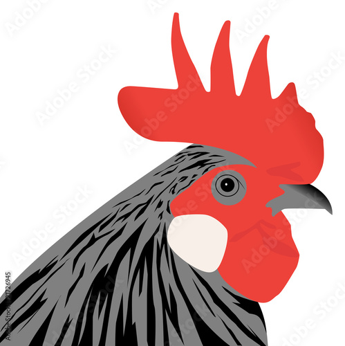 rooster