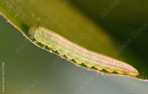 Green caterpillar on natural background
