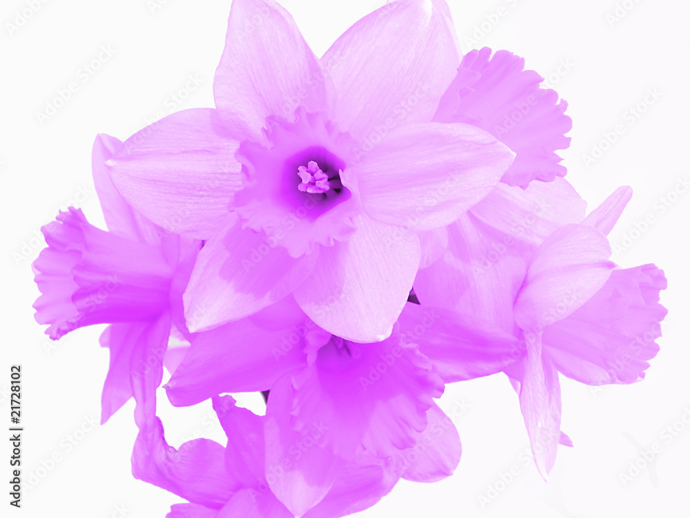 pink flower pink flower